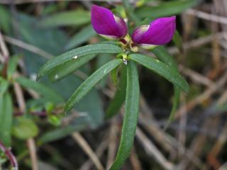 VTax1457.Ex1.Img5