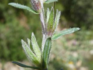VTax2321.Ex1.Img1