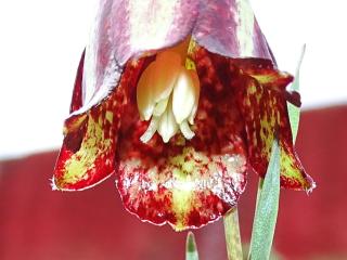 VTax3541.Ex1.Img1
