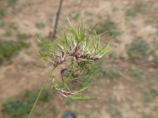 VTax3896.Ex1.Img1