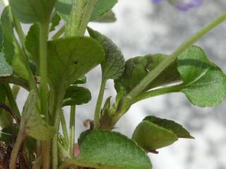 VTax1296.Ex1.Img1.jpg