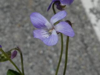VTax1296.Ex1.Img2