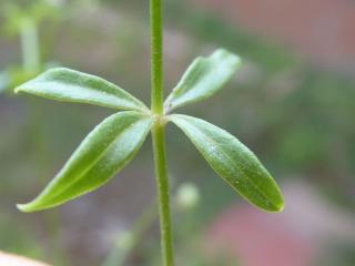 VTax2841.Ex1.Img3