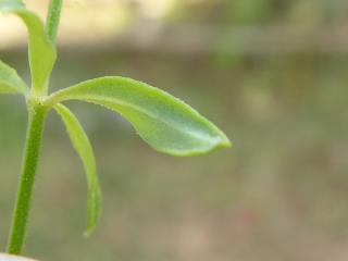 VTax2841.Ex1.Img6