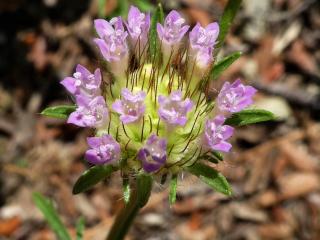 VTax2926.Ex1.Img6