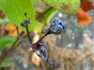 VTax1315.Ex1.Img1