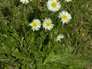 VTax2990.Ex1.Img1
