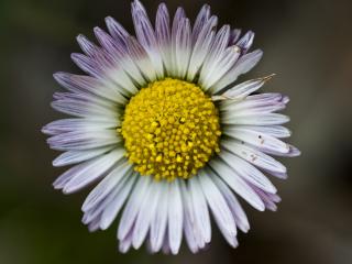 VTax2990.Ex1.Img4