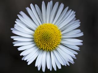 VTax2990.Ex1.Img5