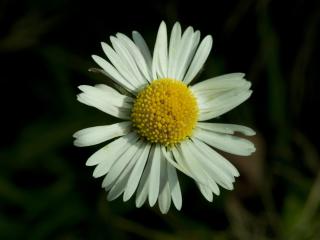 VTax2990.Ex1.Img8