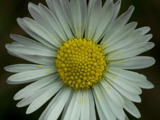 VTax2990.Ex1.Img9