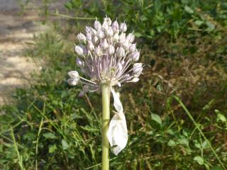VTax3569.Ex1.Img3