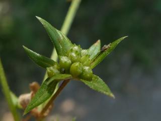 VTax2808.Ex1.Img1