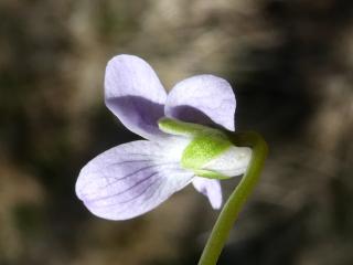 VTax1285.Ex1.Img3