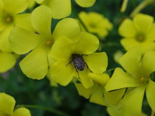 VTax1360.ExN.Img38