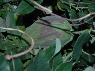  VTax2292.ExN_.Img30.jpg