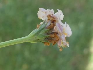 VTax2543.Ex1.Img3