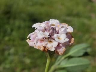 VTax2543.Ex1.Img5