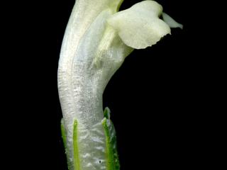 VTax2722.Ex1.Img4