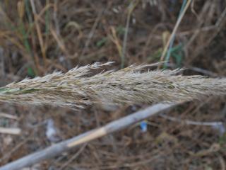  VTax4137.ExN_.Img28.jpg