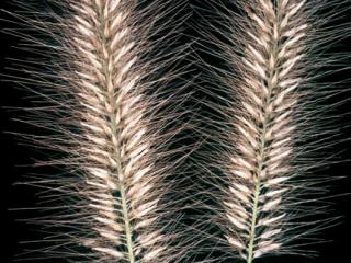  VTax4195.ExN_.Img10.jpg