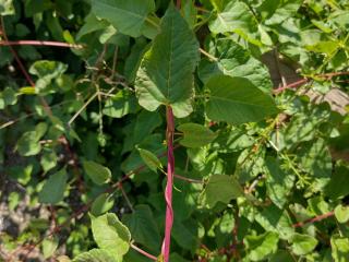 VTax4784.ExN_.Img1_