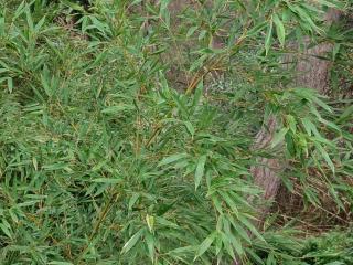 VTax4786.ExN_.Img1_
