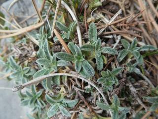 VTax1249.Ex1.Img1