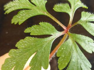 VTax1367.Ex1.Img1