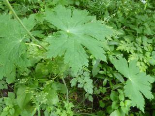 VTax1378.Ex1.Img6