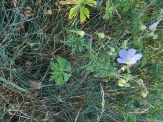 VTax1379.Ex2.Img4