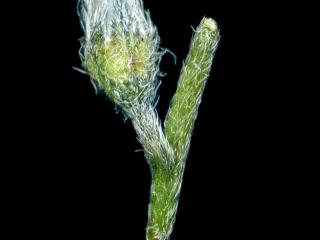 VTax2367.Ex1.Img1