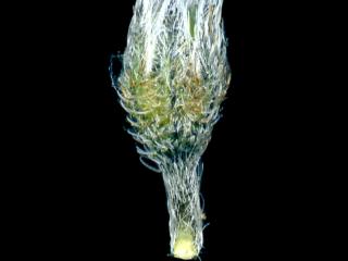 VTax2367.Ex1.Img2