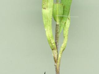 VTax2367.Ex1.Img3