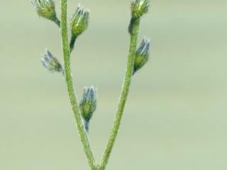 VTax2367.Ex1.Img4