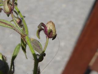 VTax2636.Ex1.Img1