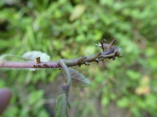 VTax2655.Ex1.Img4