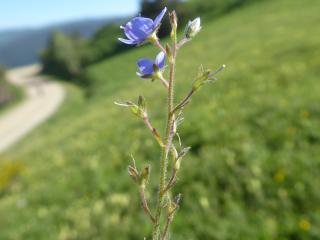 VTax2659.Ex1.Img4