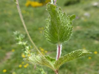 VTax2659.Ex1.Img5
