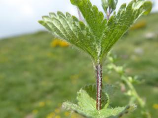 VTax2659.Ex1.Img6