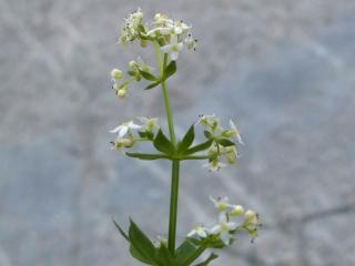 VTax2825.Ex2.Img4
