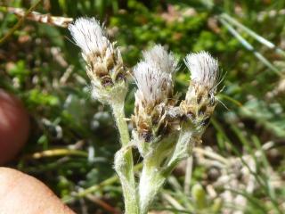 VTax3036.Ex1.Img6