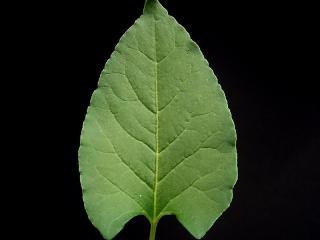 VTax4784.ExN_.Img3_
