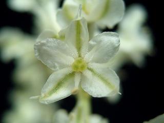 VTax4784.ExN_.Img4_