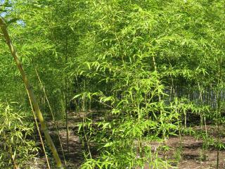 VTax4786.ExN_.Img3_