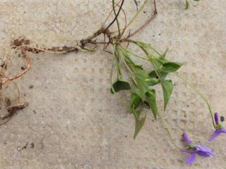 VTax1298.Ex1.Img5