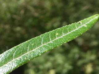 VTax1679.Ex2.Img3