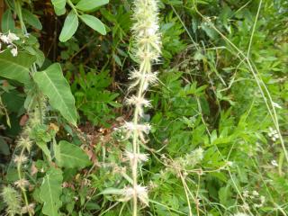 VTax2445.Ex1.Img3
