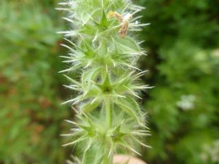 VTax2445.Ex1.Img4