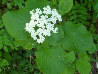 VTax2865.Ex2.Img4